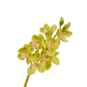 Orquídea Cymbidium Unid.